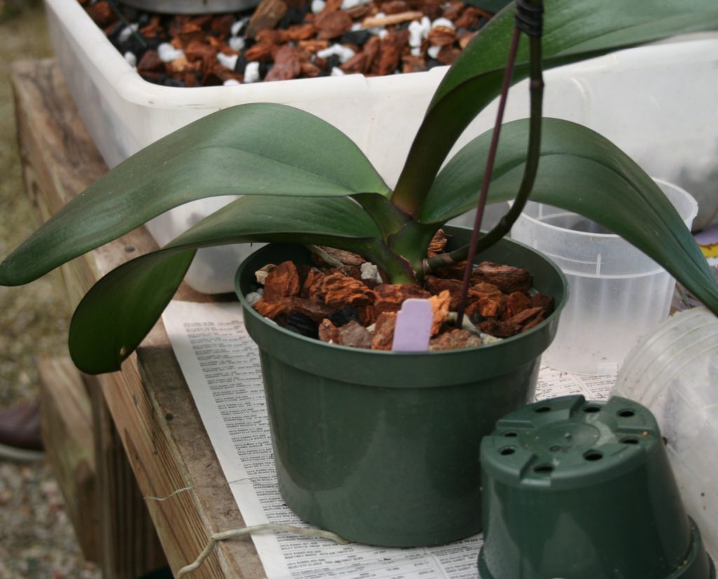 orchid planting medium Jennifer Odom