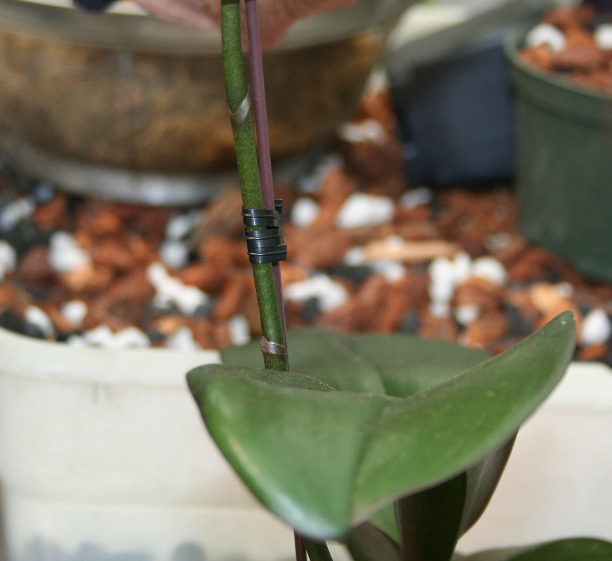 orchid planting medium Jennifer Odom