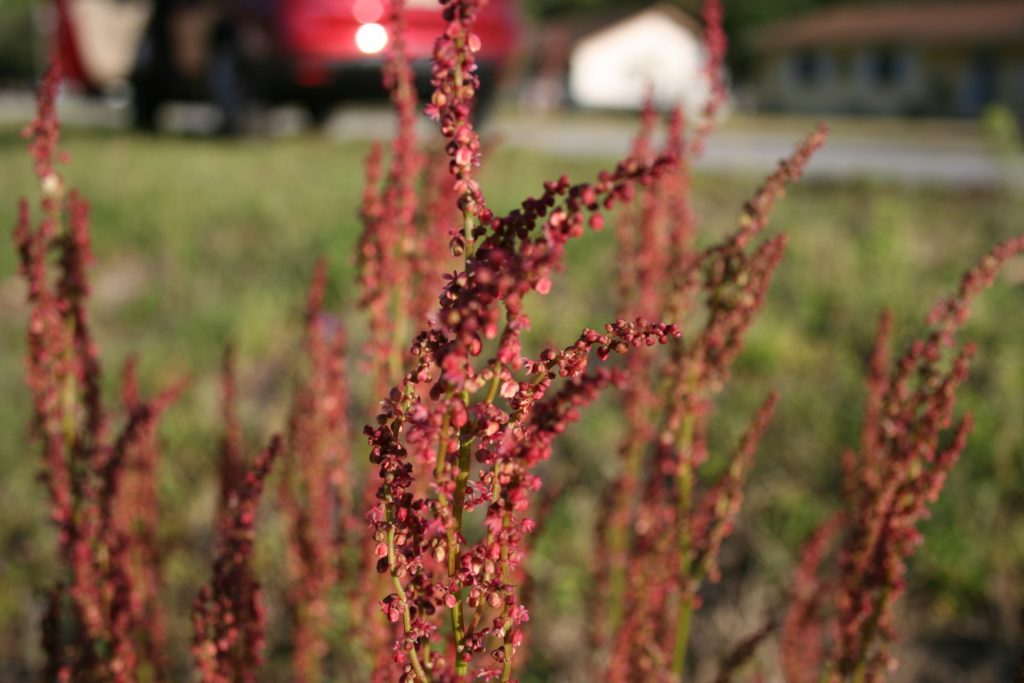 sheep-sorrel-also-called-sour-grass-jennifer-odom